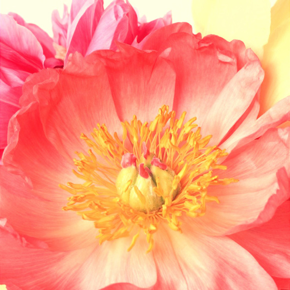 Looking for a Red Louis Vuitton Dustbag for Speedy - Picture 1 of 1